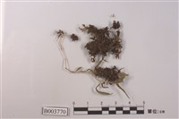 藏品(卷葉短頸苔)的圖片